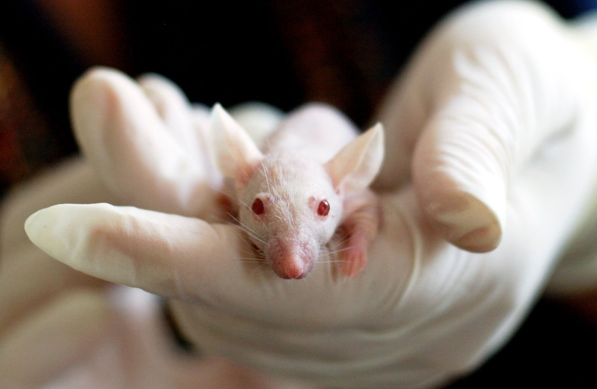 Animal Testing Could Be History Within A Decade